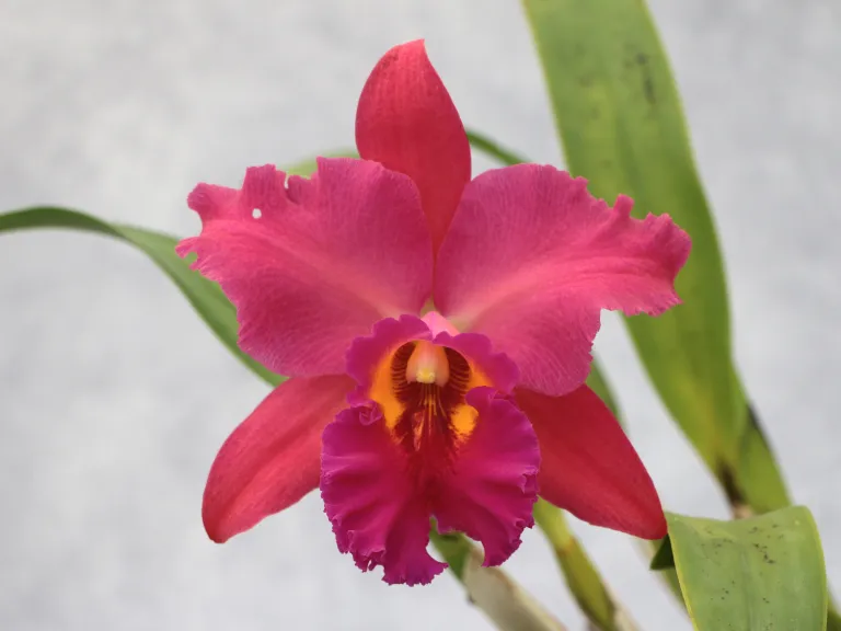 × Rhyncholaeliocattleya [(Oconee x Sunset Sails) x Yuko Ito]