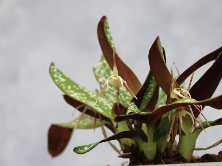 Maxillaria pseudoreichenheimiana