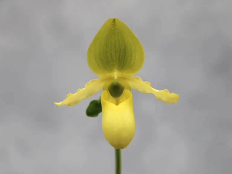 Paphiopedilum Avalon Mist