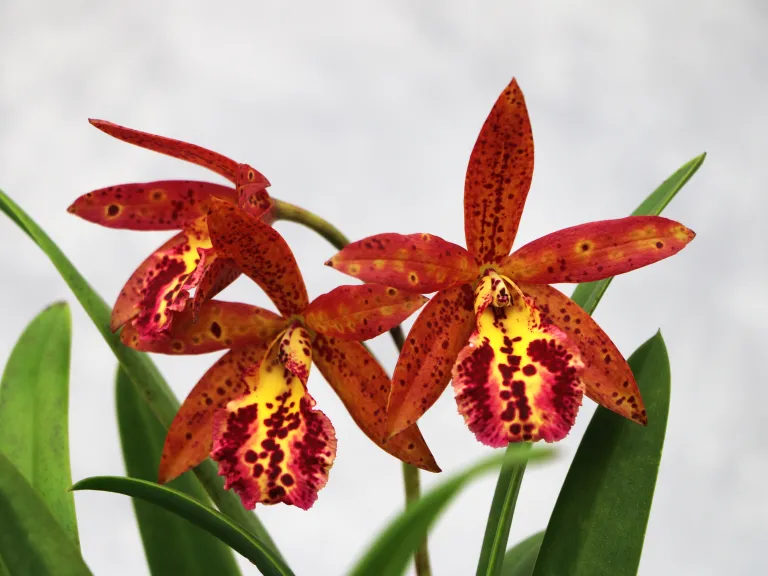  × Brassocattleya Rustic Spots 'H&R'