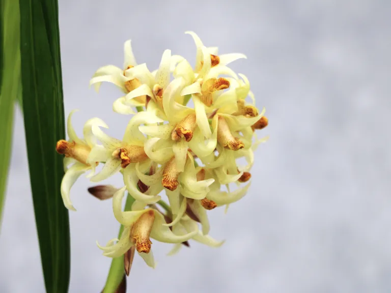 Xylobium leontoglossum