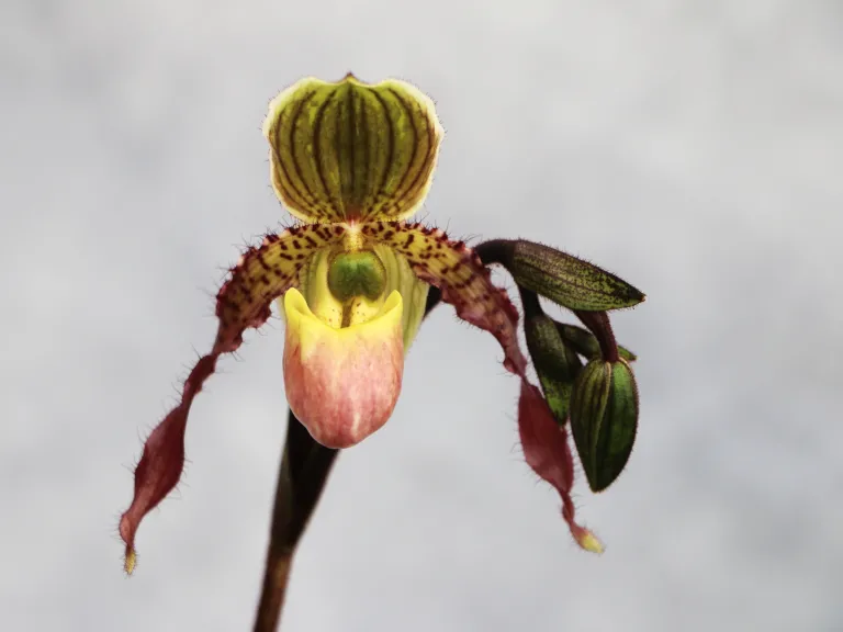 Paphiopedilum Jolly Holiday