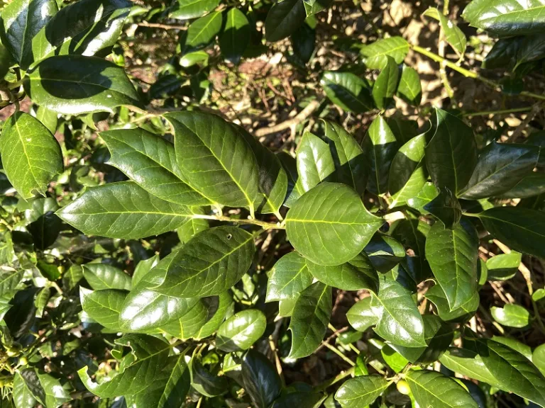 Ilex 'Nellie R. Stevens' foliage