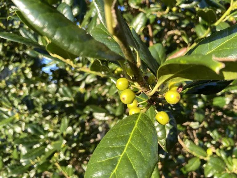 Ilex 'Nellie R. Stevens' fruit