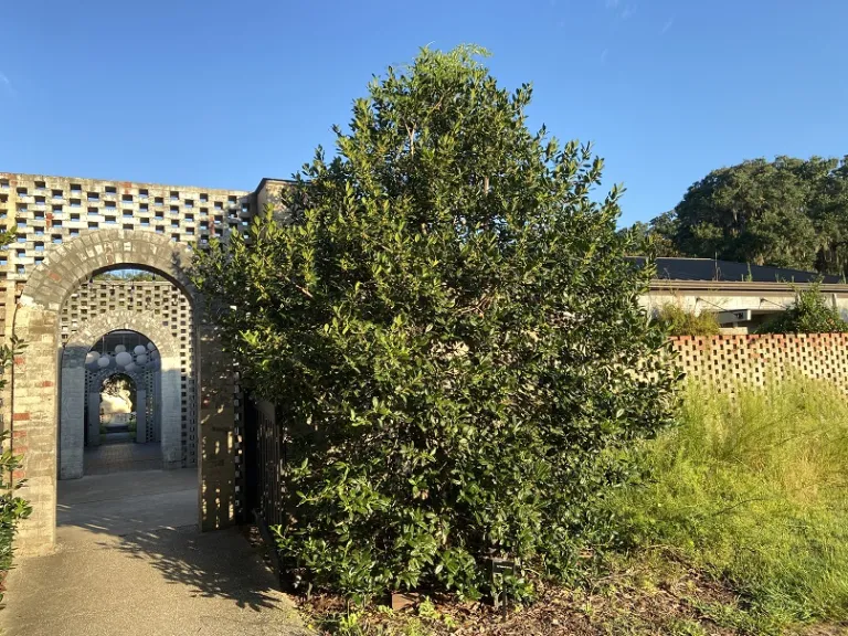 Ilex 'Nellie R. Stevens' habit