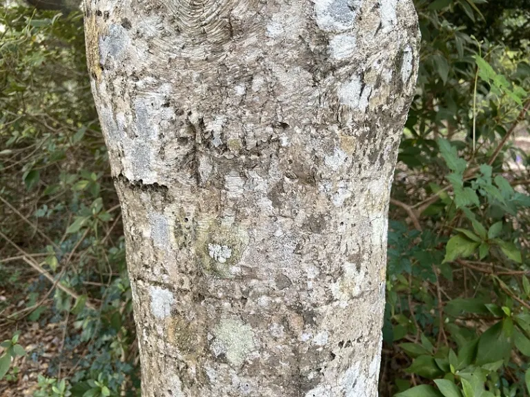Ilex ×koehneana 'Wirt L. Winn' bark