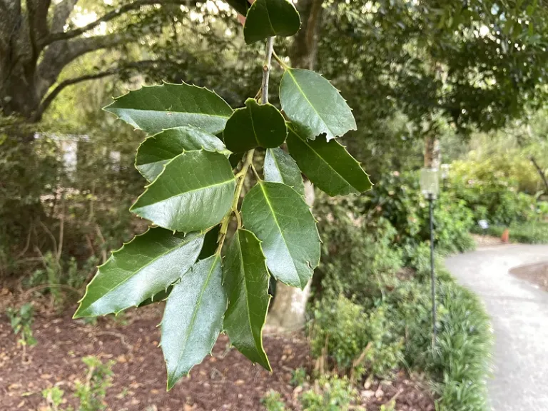 Ilex × koehneana 'Wirt L. Winn' foliage