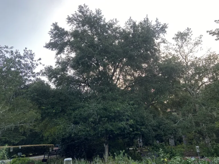 Ilex ×koehneana 'Wirt L. Winn' habit