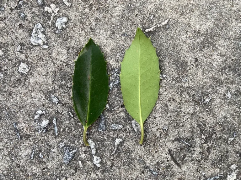Ilex ×koehneana 'Wirt L. Winn' leaf front and back