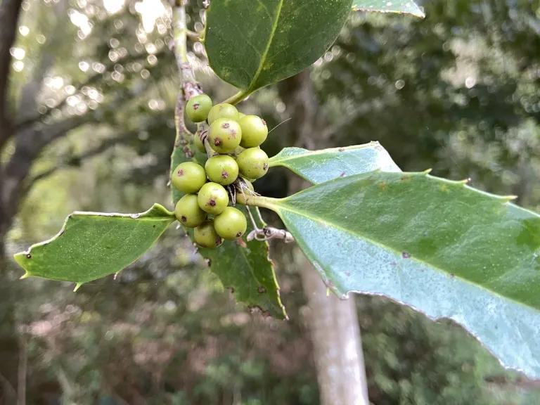 Ilex ×koehneana 'Wirt L. Winn' unripe fruit