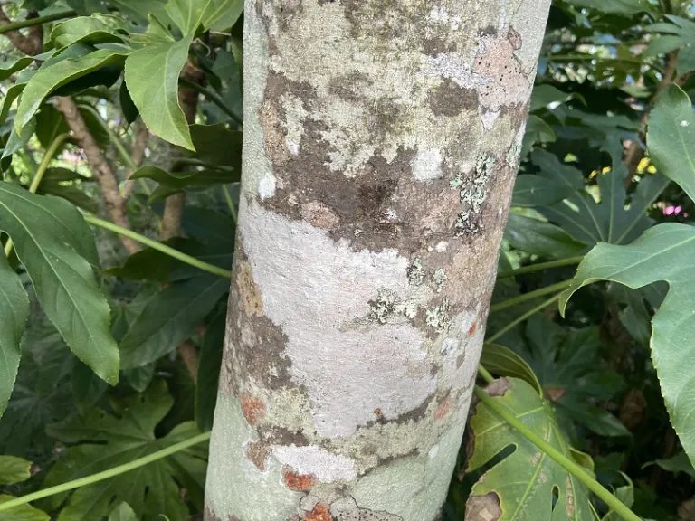 Ilex cassine 'Bryanii' bark