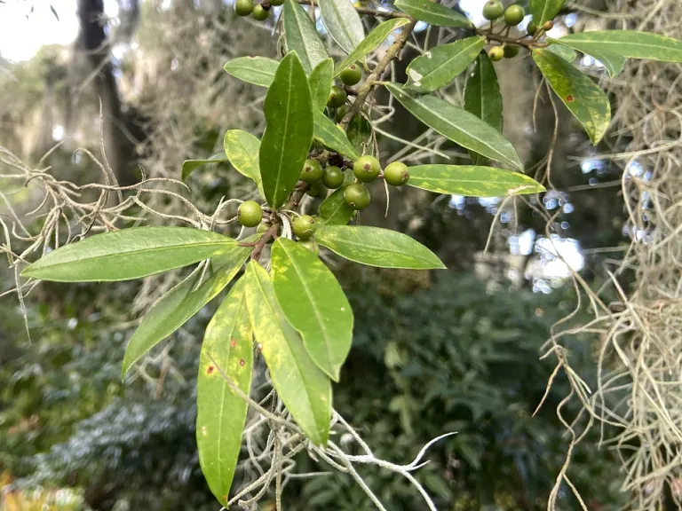 Ilex cassine 'Bryanii' foliage and fruit