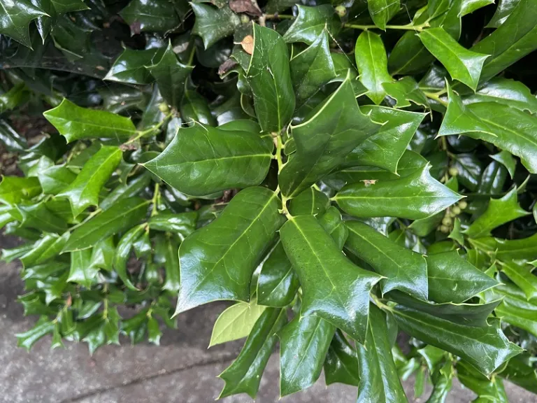 Ilex cornuta 'Rotunda' foliage