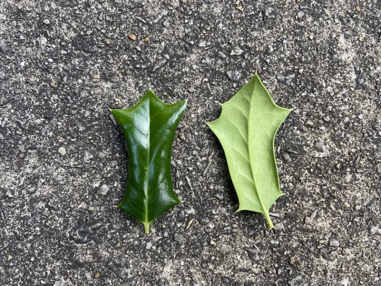 Ilex cornuta 'Rotunda' leaf front and back