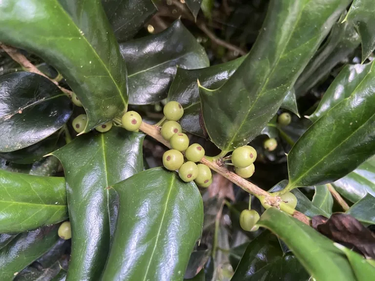 Ilex cornuta 'Rotunda' unripe fruit