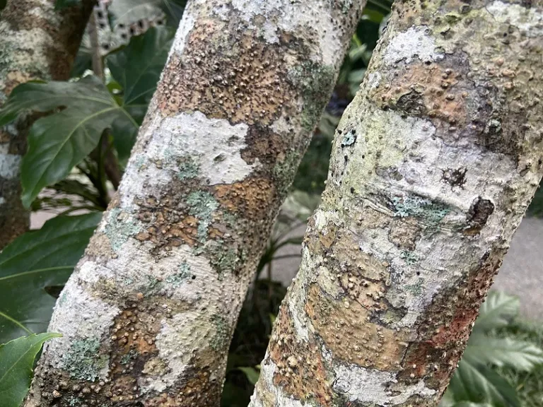Ilex decidua bark