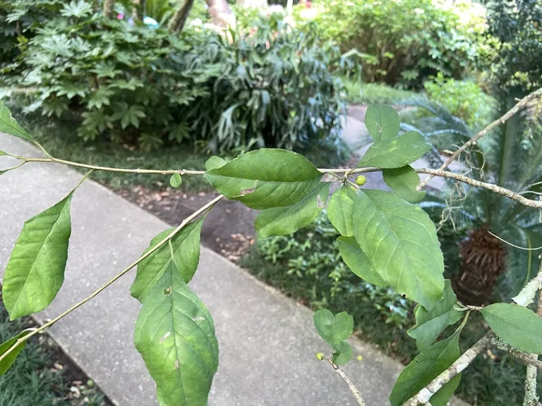 Ilex decidua foliage