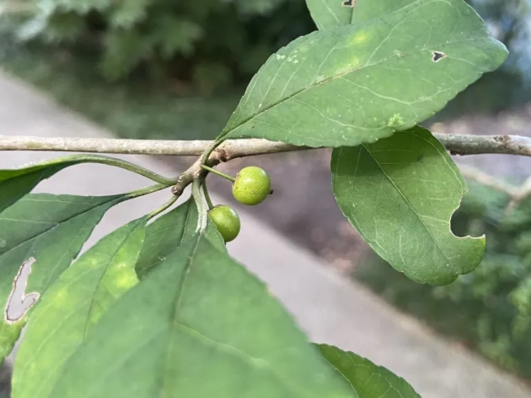 Ilex decidua fruit