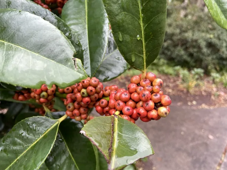 Ilex latifolia ripening fruit
