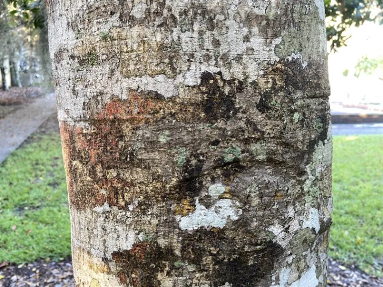 Ilex opaca f. subintegra bark