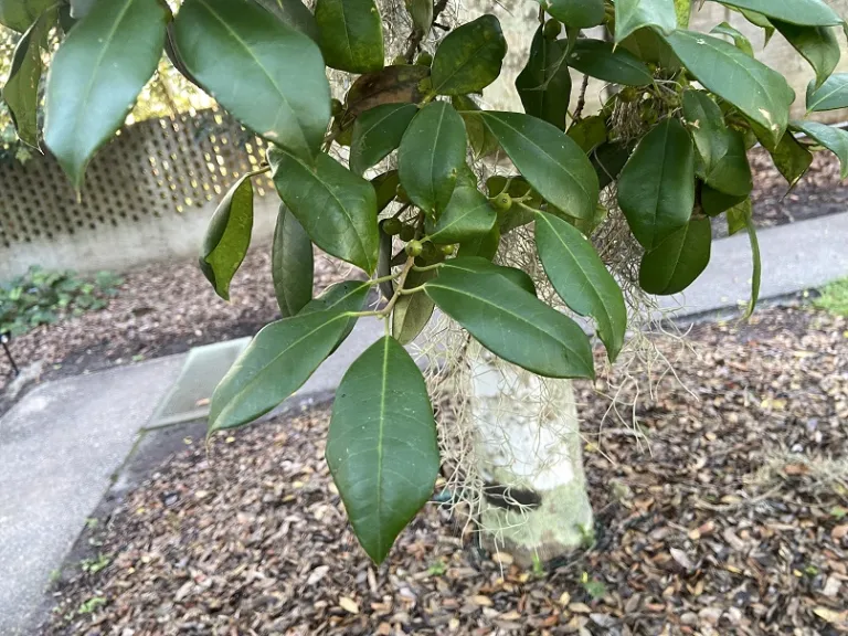 Ilex opaca f. subintegra foliage