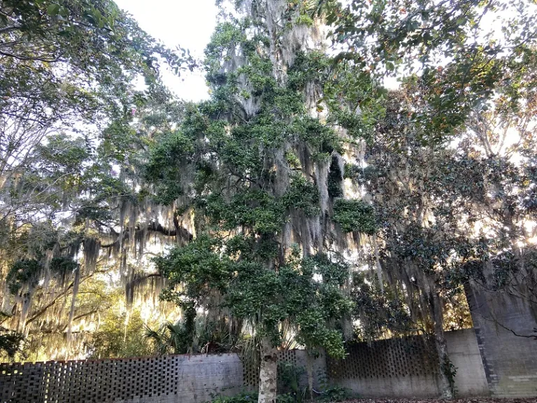 Ilex opaca f. subintegra habit