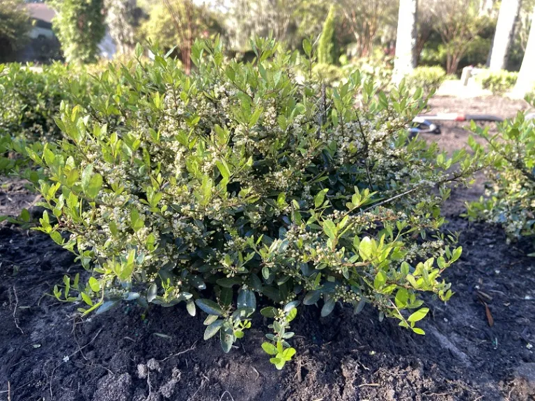 Ilex vomitoria 'Nana' flowering habit