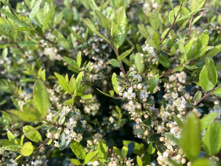 Ilex vomitoria 'Nana' flowers and flower buds