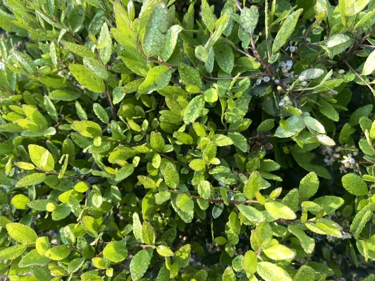 Ilex vomitoria 'Nana' foliage