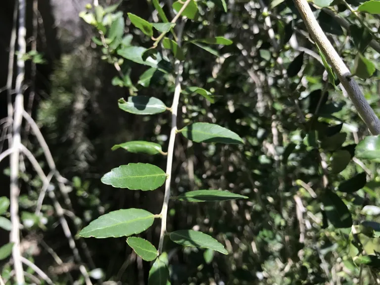 Ilex vomitoria 'Pendula' leaf arrangement