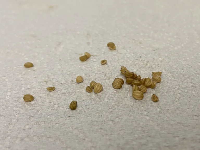 Ilex vomitoria 'Yawkey' seeds
