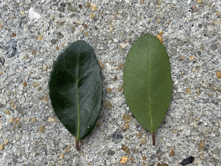 Ilex vomitoria leaf front and back