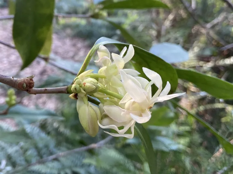 Illicium floridanum 'Alba' flower and flower buds