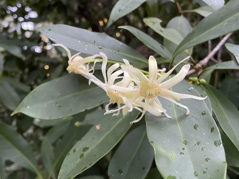 Illicium floridanum 'Semmes' flower