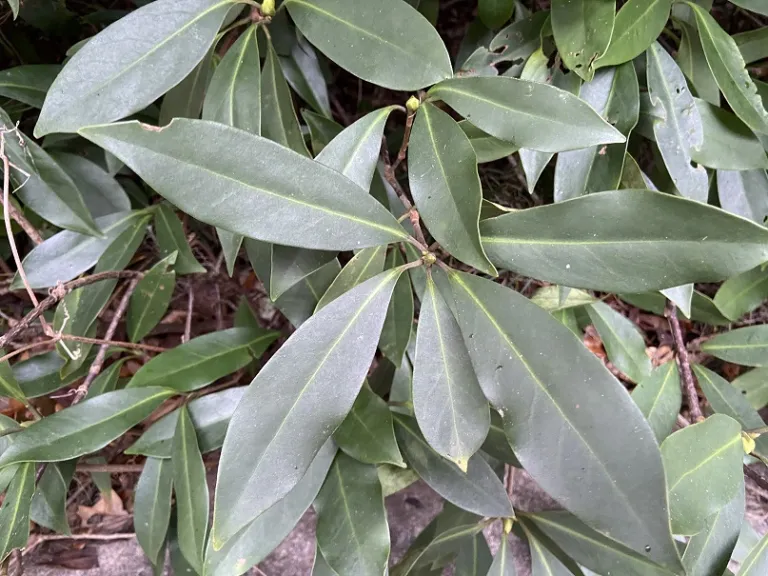 Illicium floridanum 'Semmes' foliage