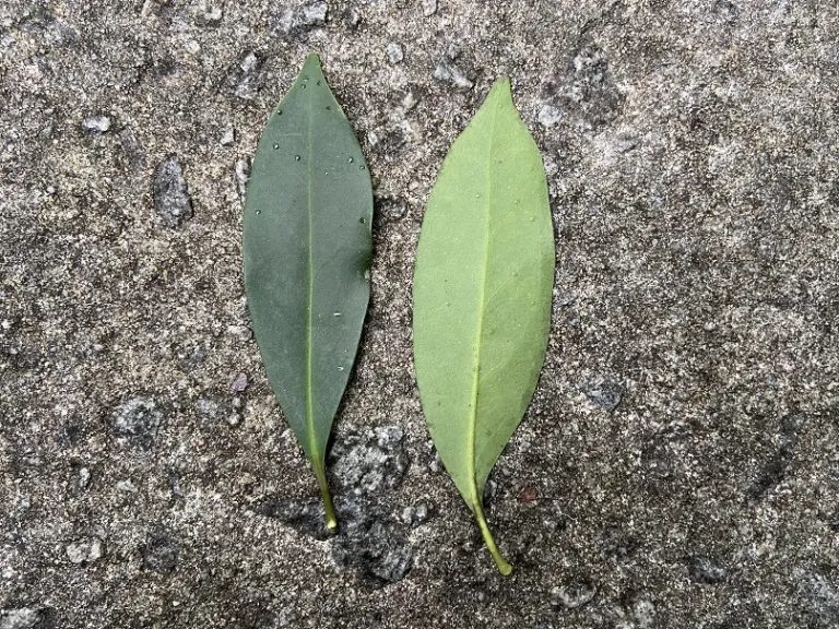 Illicium floridanum 'Semmes' leaf front and back