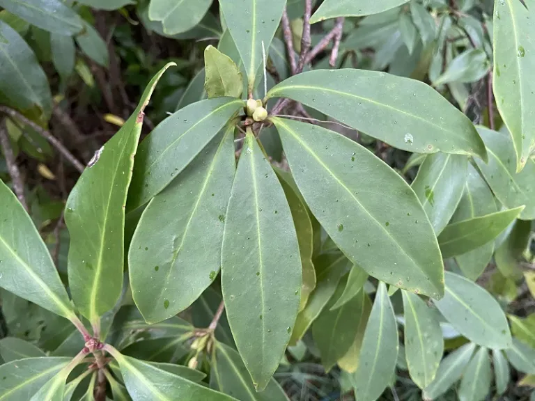 Illicium floridanum foliage