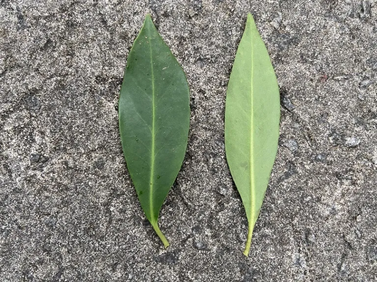 Illicium floridanum leaf front and back