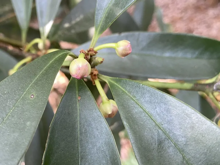 Illicium henryi flower buds