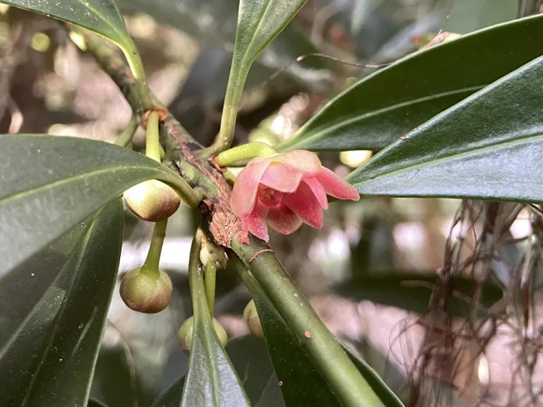 Illicium henryi flower
