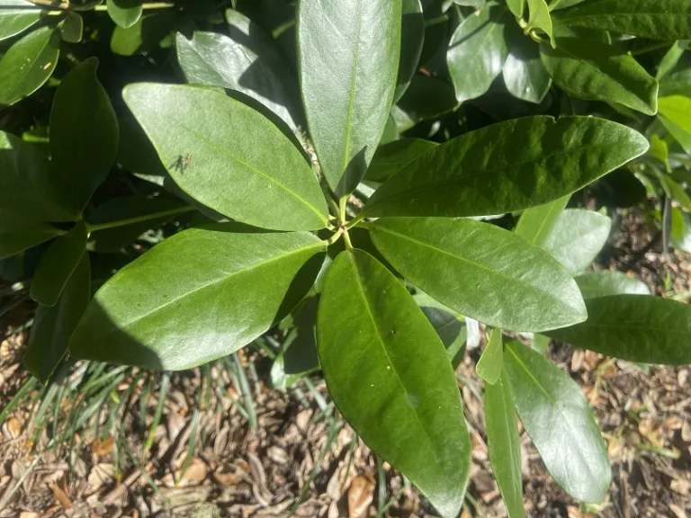 Illicium parviflorum 'Forest Green' foliage