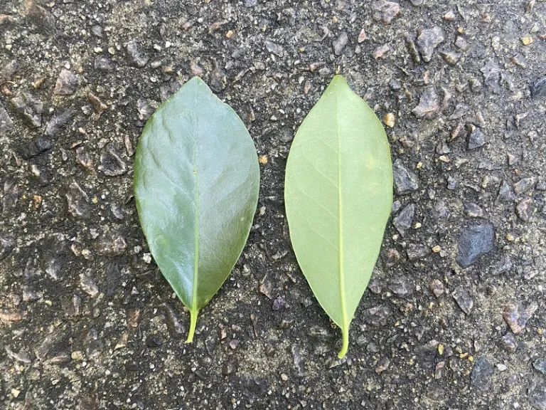 Illicium parviflorum 'Forest Green' leaf front and back