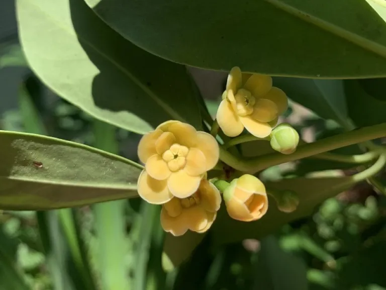 Illicium parviflorum flowers