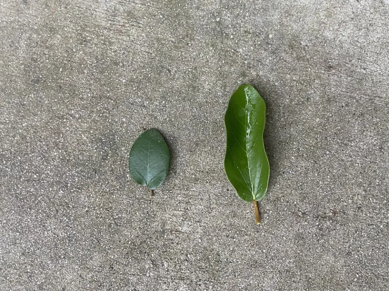 Immature Ficus pumila leaf vs. mature Ficus pumila leaf