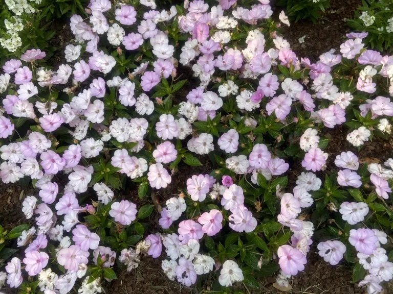 Impatiens 'SAKIMP054' (SunPatiens® Compact Orchid Blush) flowering habit