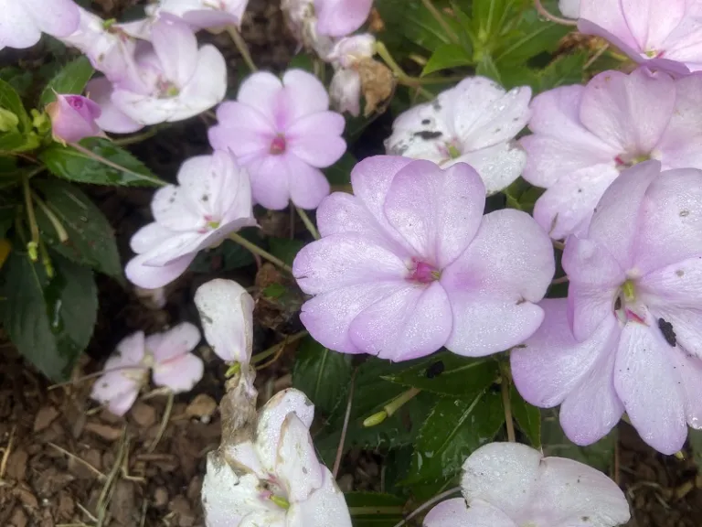 Impatiens 'SAKIMP054' (SunPatiens® Compact Orchid Blush) flowers