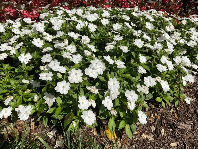 Impatiens 'SAKIMP068' (SunPatiens® Compact Classic White) flowering habit