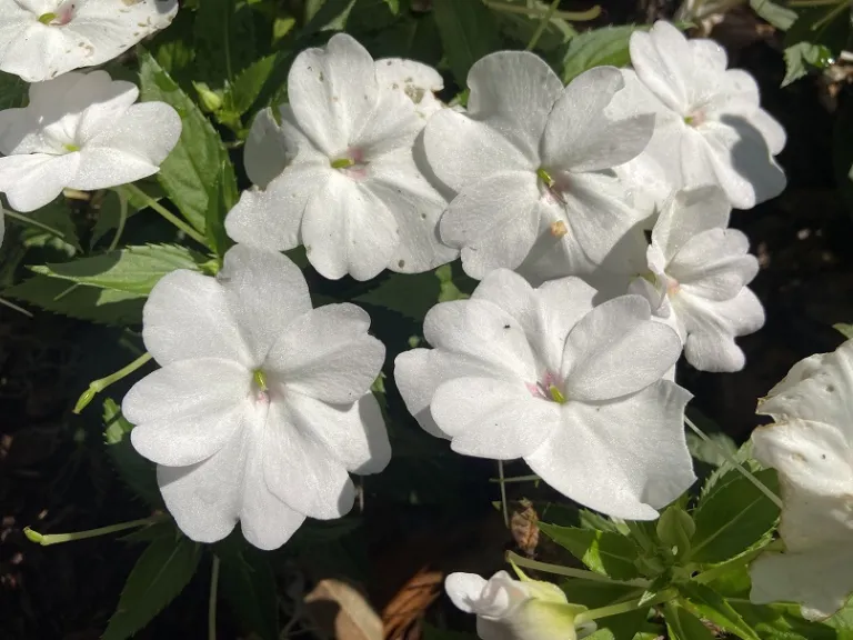 Impatiens 'SAKIMP068' (SunPatiens® Compact Classic White) flowers
