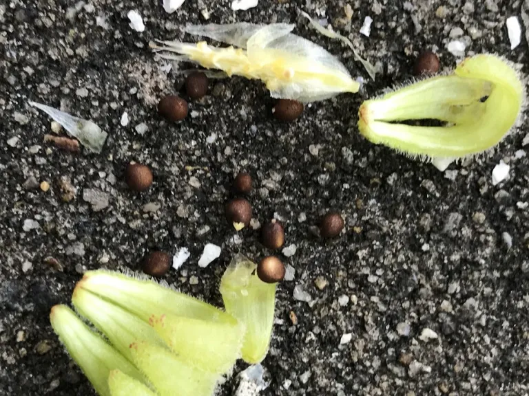 Impatiens balsamina 'Peppermint Stick' seeds