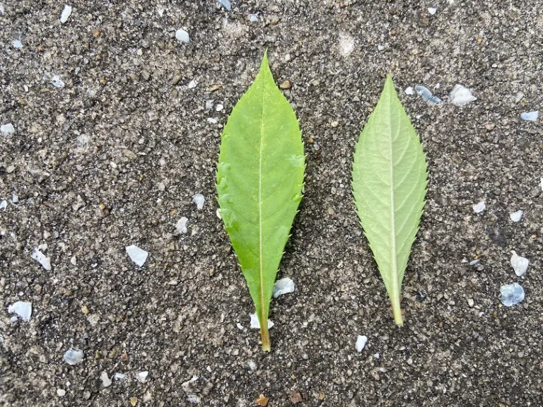 Impatiens balsamina leaf front and back